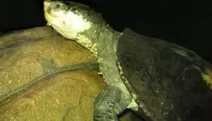 Elsay belogorlae, unikalny żółw, w stanie oddychać łupem, jest zagrożona zniknięciem